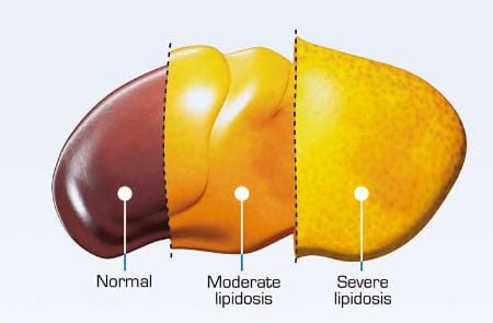 Feline Hepatic Lipidosis Home Treatment 2024 kalamaja.ee